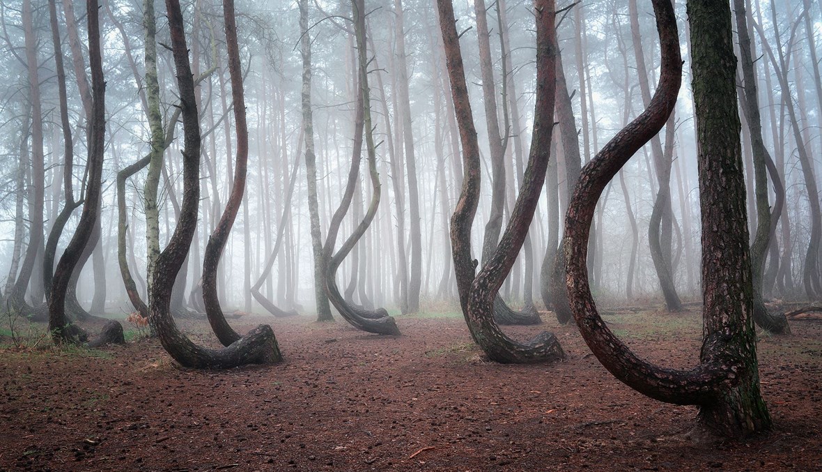 غابة الأشجار الملتوية