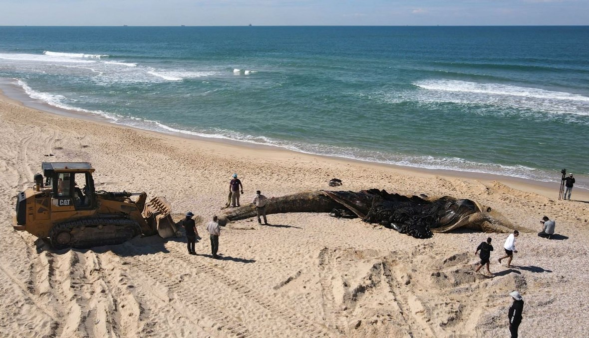 عاملون في سلطة الطبيعة والحدائق الإسرائيلية يستعدون لدفن حوت نافق على شاطئ نيتسانيم بالقرب من مدينة عسقلان بإسرائيل (21 شباط 2021، أ ف ب).