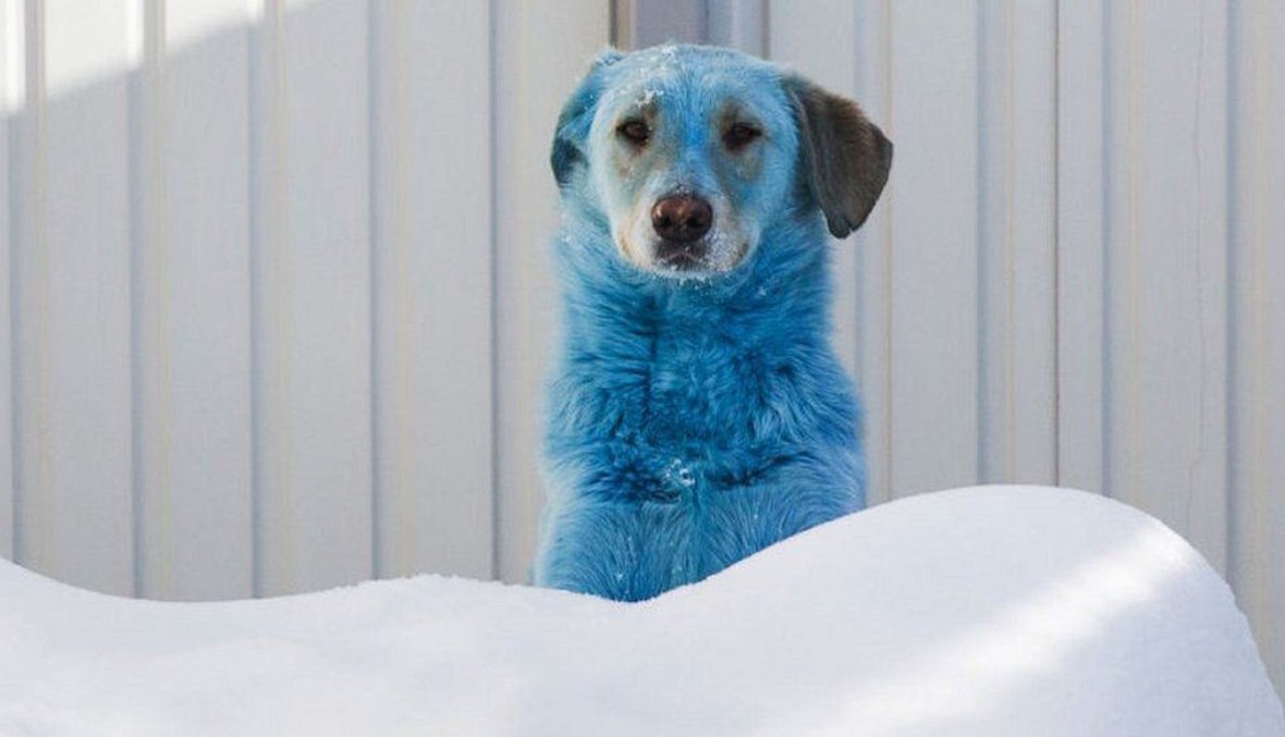 كلب أزرق.