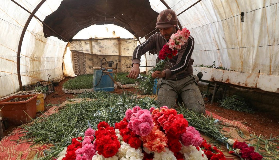 راتب حصرم المعروف ايضا باسم أبو أحمد، يقطف القرنفل لبيعه في محلات الزهور في محافظة إدلب شمال غرب سوريا (21 شباط 2021، أ ف ب).