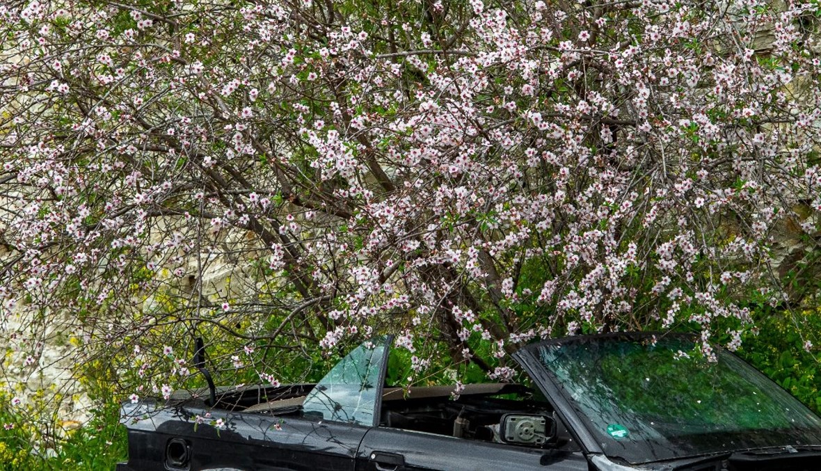 تفتّح أزهار الشجر في أول الربيع (نبيل اسماعيل).