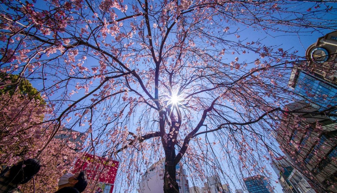 أشخاص وقفوا تحت شجرة كرز مزهرة في حديقة في طوكيو (14 آذار 2021، أ ف ب). 