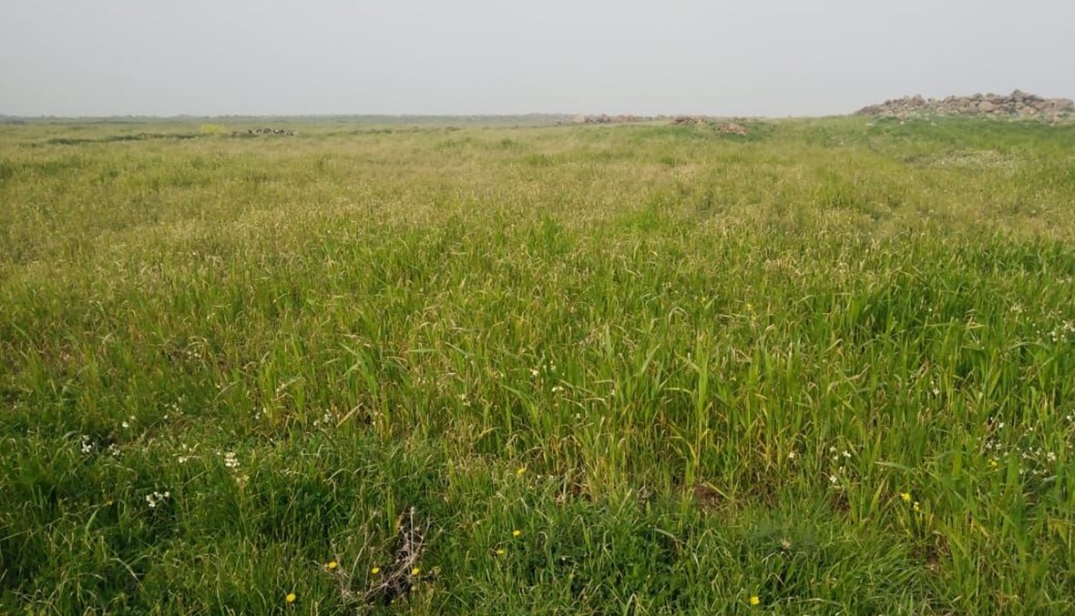 حقول القمح في عكار.