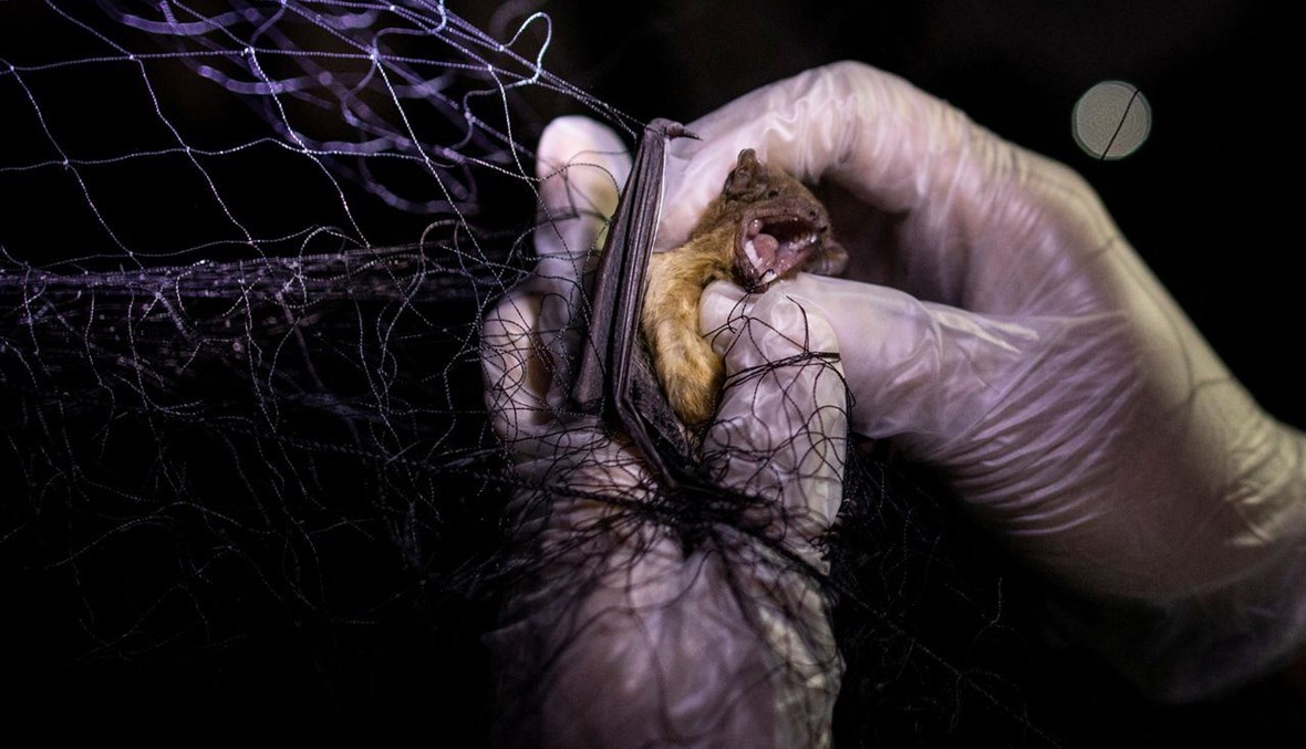 "صائدو الفيروسات" في الفيليبين يمسكون بالخفافيش.