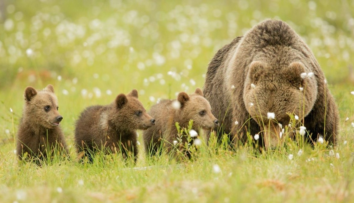 صورة لحيوان الدب مع أطفاله