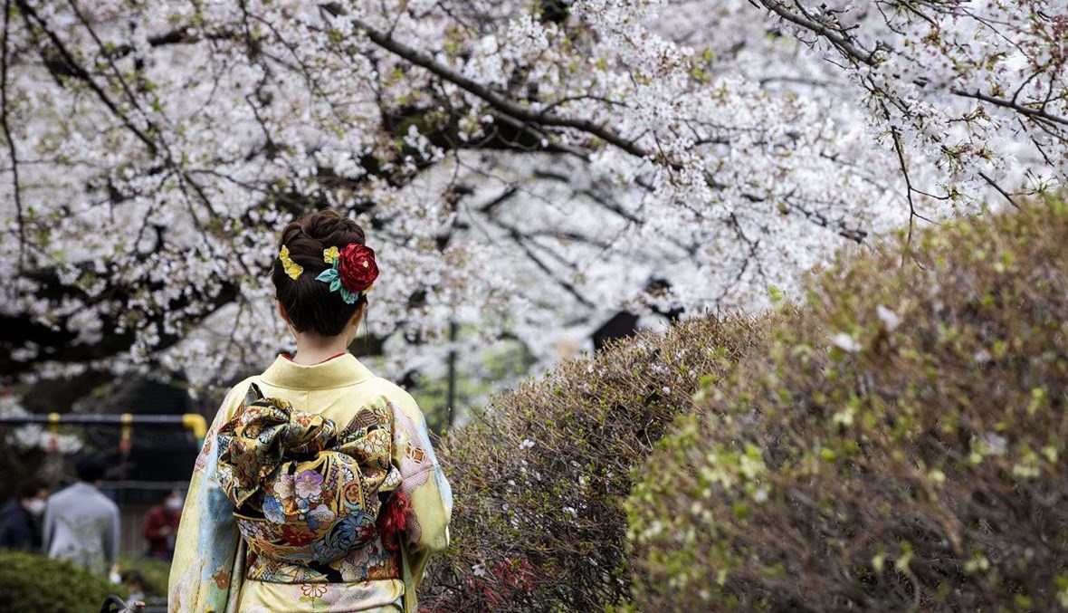 امرأة بالزّي الياباني التقليدي وسط حقل أزهرت فيه أشجار الكرز (تعبيرية- أ ف ب).