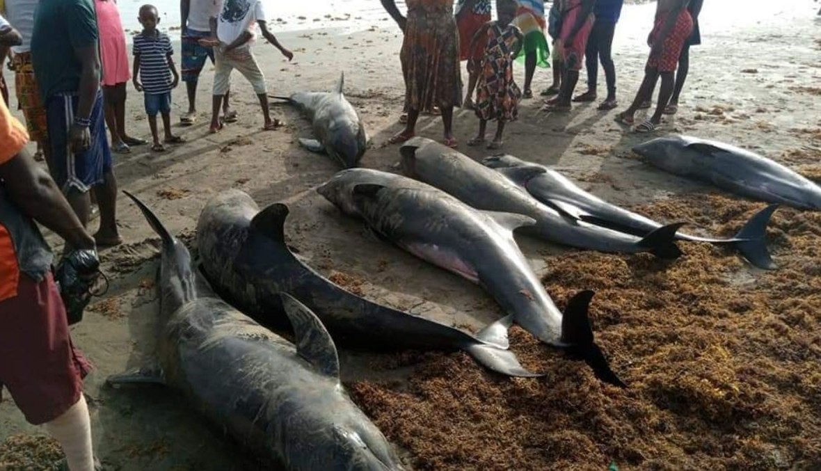 صورة من شواطئ غانا مع نفوق عشرات الدلافين