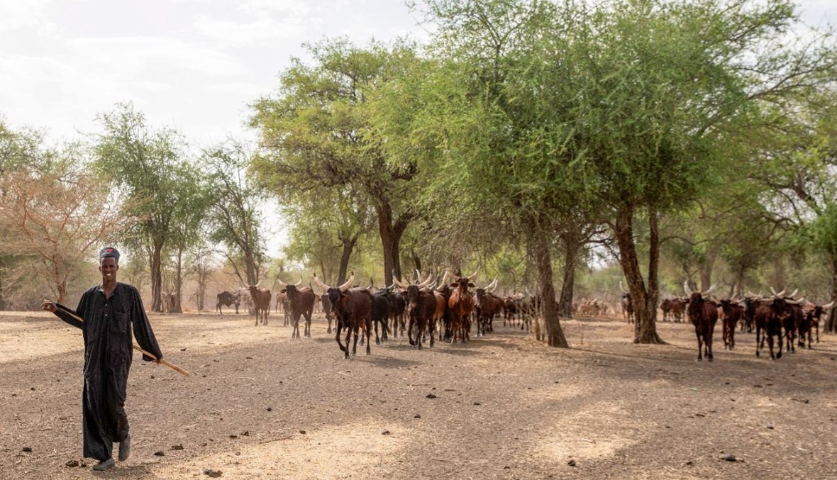 راع يرعى قطيعه بالقرب من محمية الدندر الوطنية، على بعد 480 كيلومترًا من الخرطوم، في ولاية سنار جنوب السودان (6 نيسان 2021، أ ف ب). 