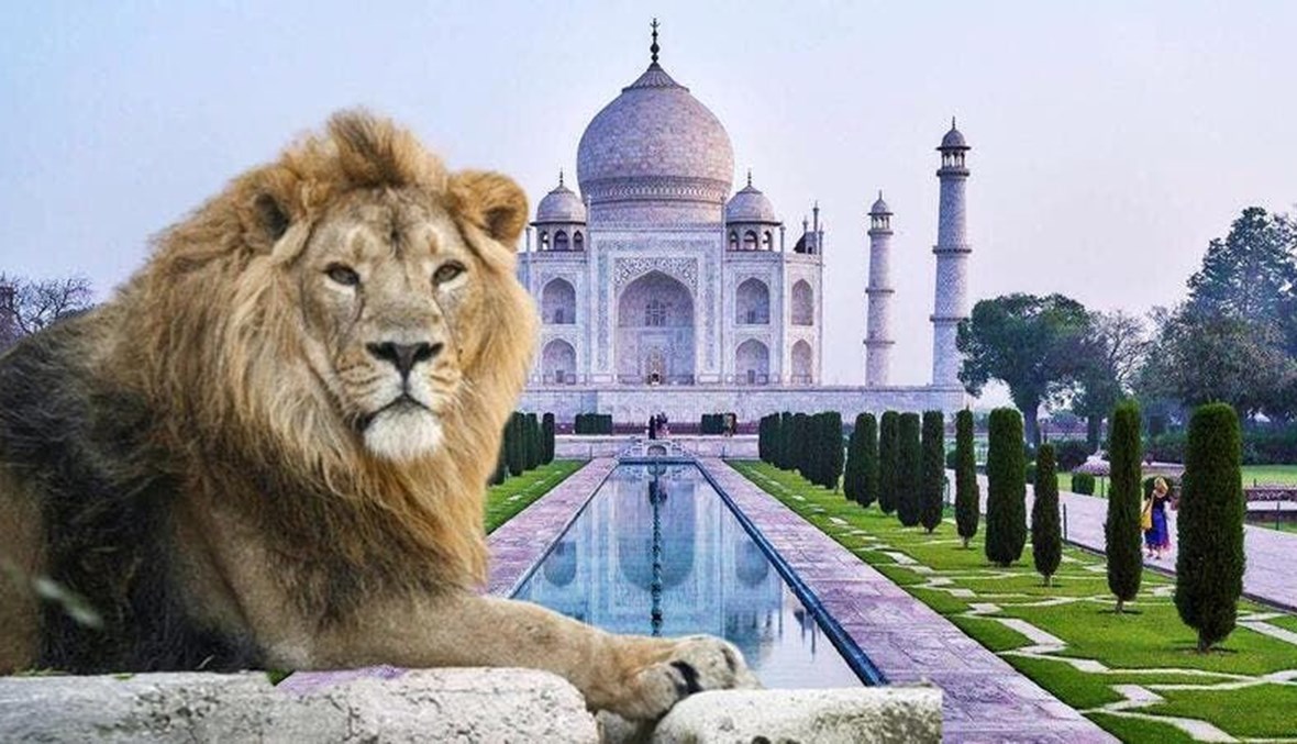 الحيوانات لم تسلم... كورونا تفتك بالأسود في الهند