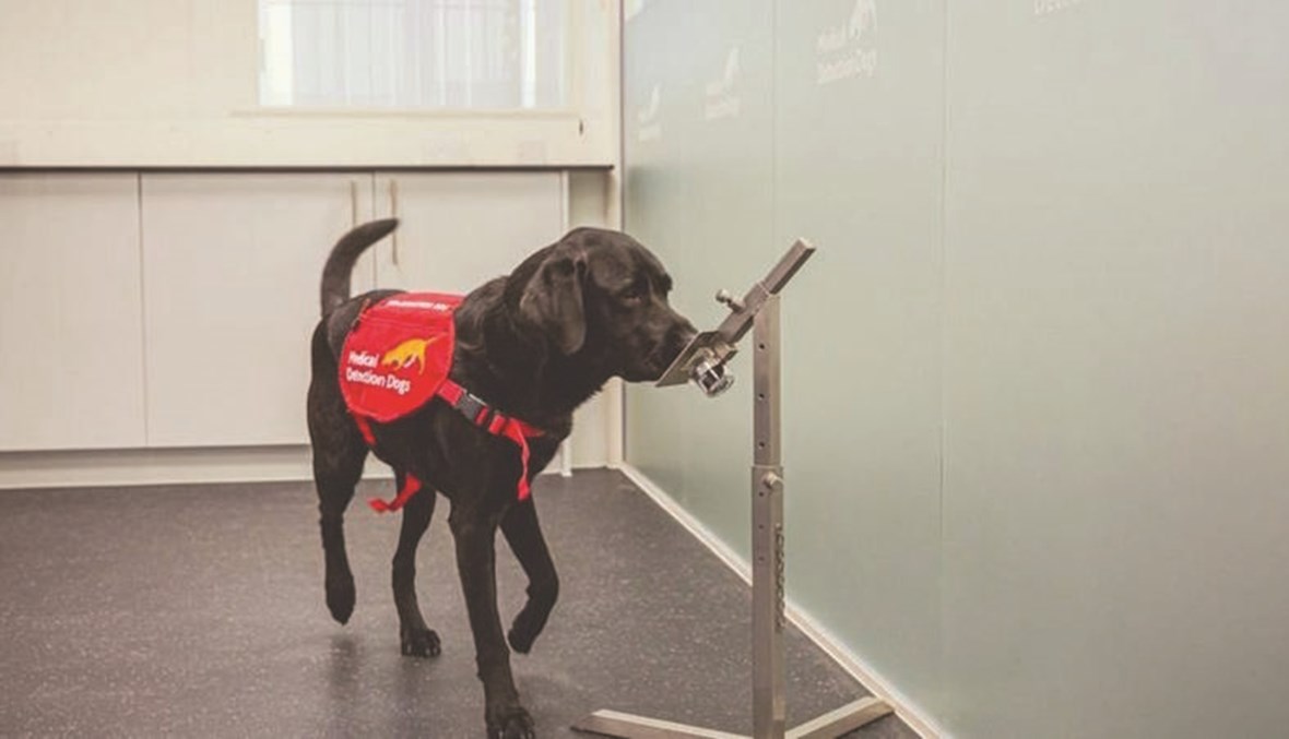 الكلاب يمكنها الكشف عن أكثر 90% من إصابات كوفيد-19 في المطارات