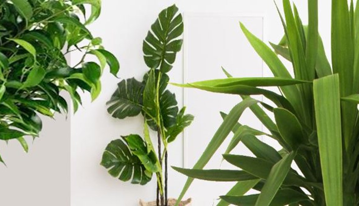 نباتات خطيرة لا تحتفظ بها في منزلك