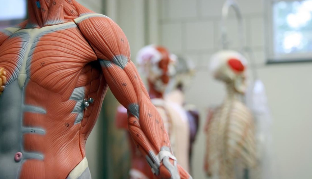 ما هي أقوى عضلة في جسم الإنسان؟