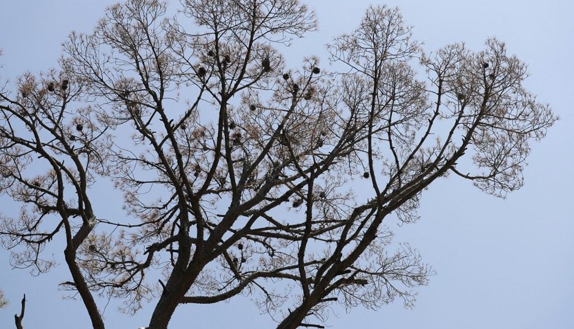 صورة لشجرة صنوبر ميتة في غابة أشجار الصنوبر في بكاسين - لبنان (أ ف ب). 