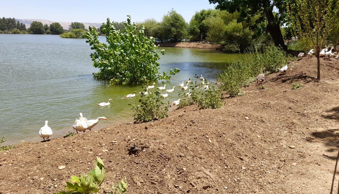 بحيرة تعنايل (تصوير فرج عبجي)