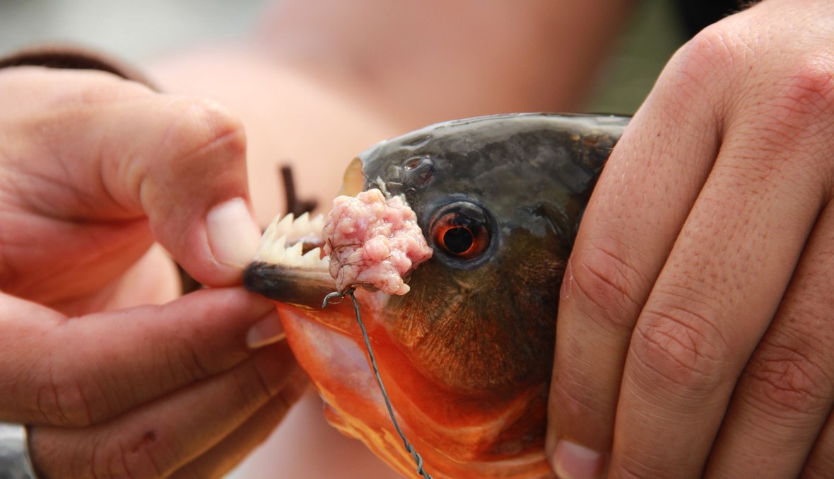 سمكة تهاجم سبّاحين وتصيبهم بأماكن حساسة