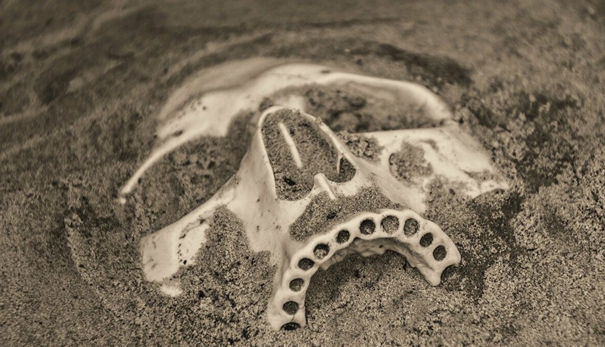 في فلسطين المحتلة.. اكتشاف جنس بشري جديد هذه صفاته