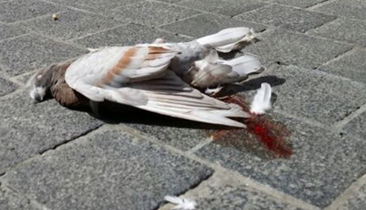 أي موكب نيابي دهس حمامة "السلام" في ساحة النجمة؟