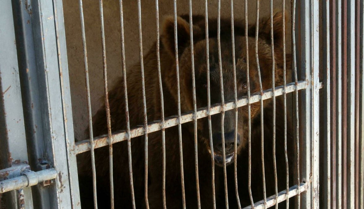 بالفيديو: دببة لبنان إلى الولايات المتحدة