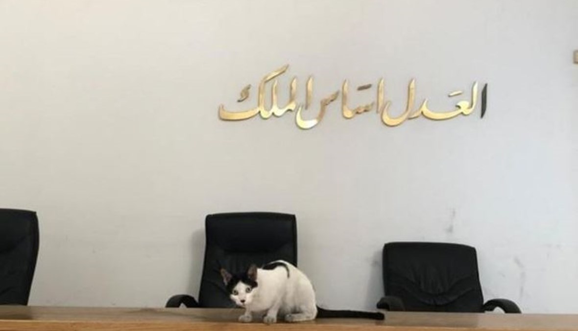 قطة في قصر العدل في بيروت (مواقع التواصل الاجتماعي).