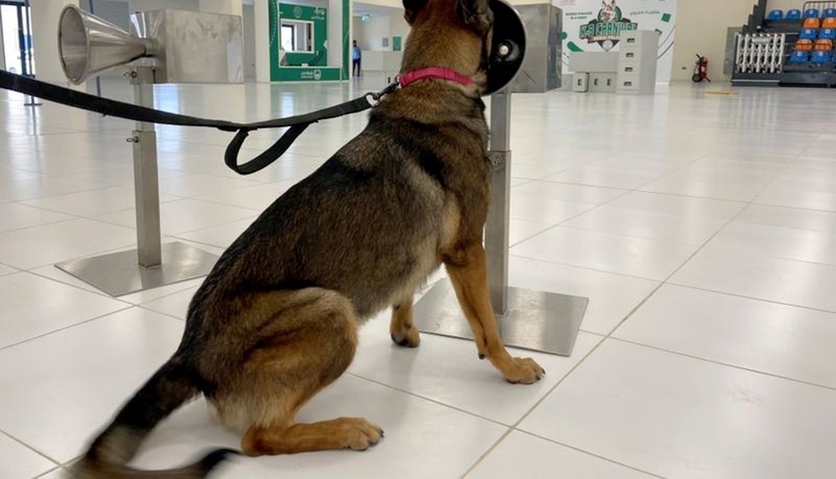 كلب يجرب فحصاً لكوفيد عبر حاسة الشم في مطار دبي.