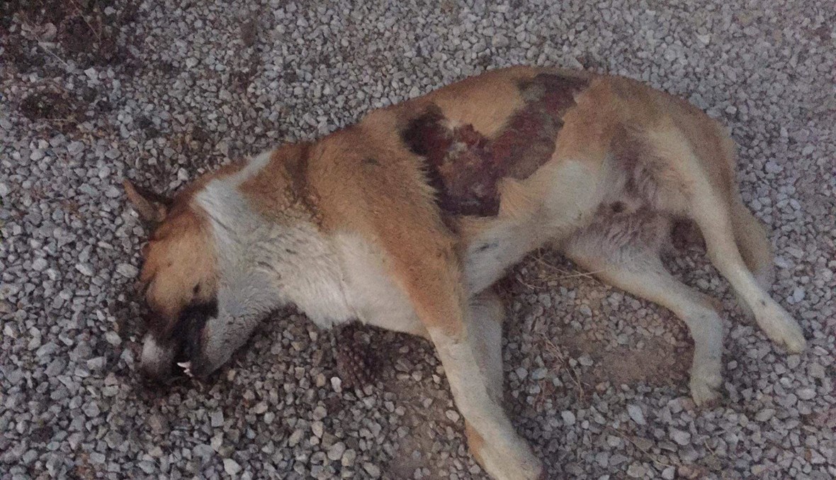 واحد من الكلاب الشاردة التي سقطت ضحية الإجرام في مدينة رفيق الحريري الجامعية ("تويتر").