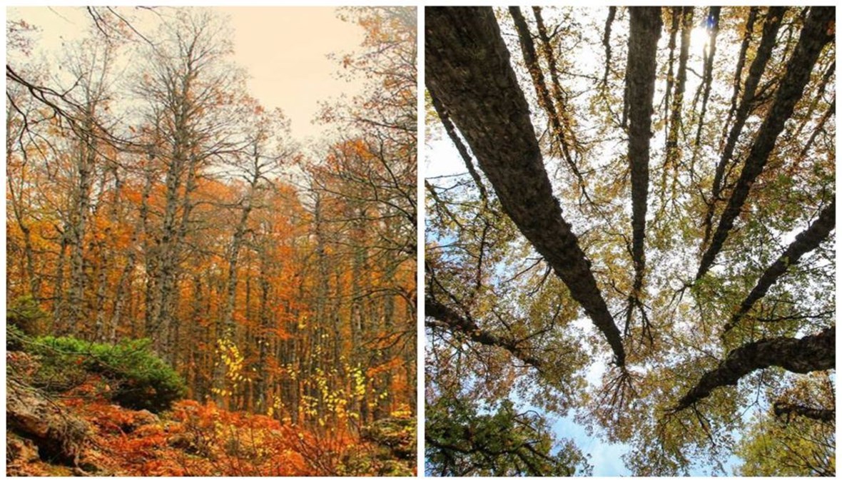 غابة العذر في عكّار... زيارتها تحلو في فصل الخريف