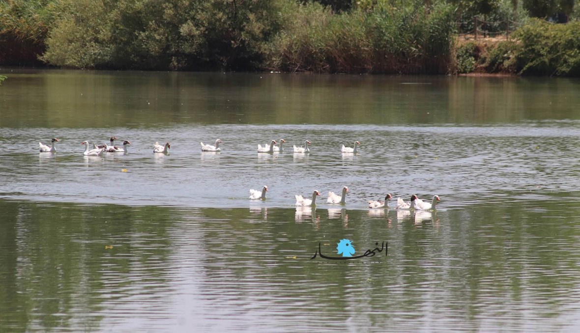 تجربة تعنايل... حلول عمليّة للبنان "مزدهر أخضر عادل"