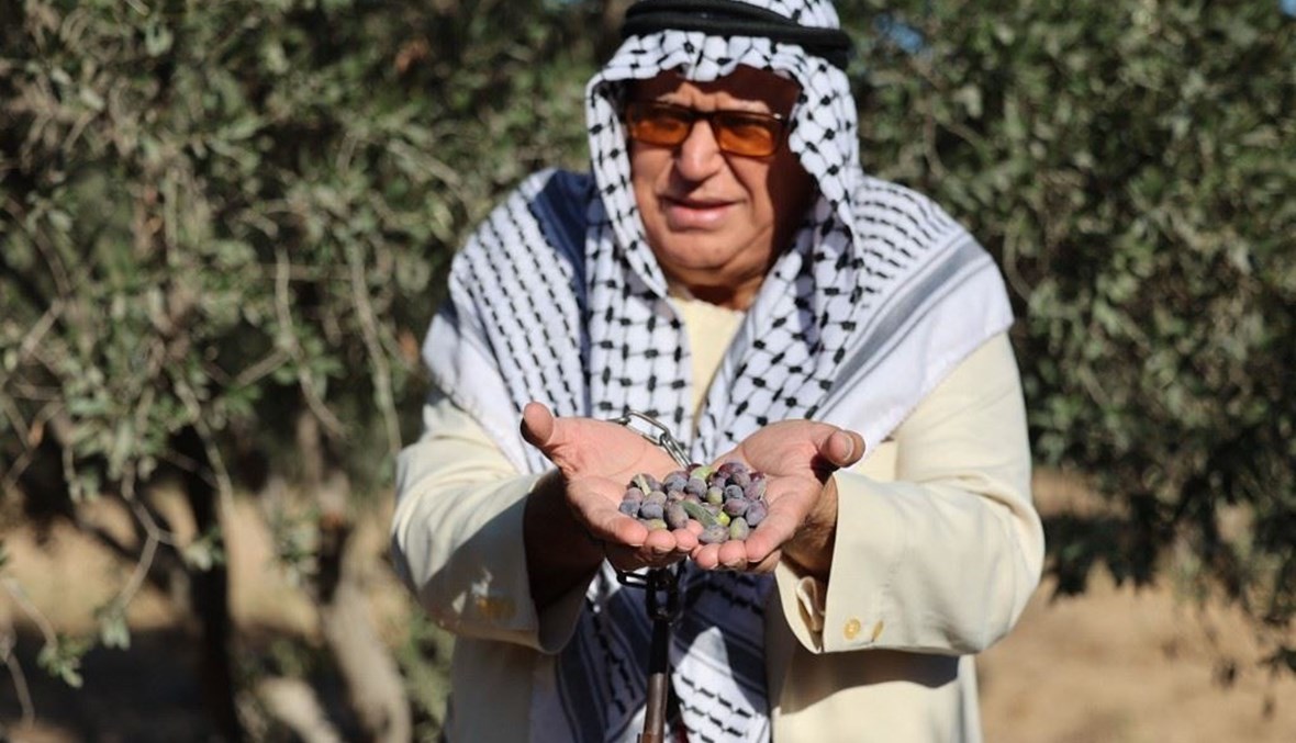 مواطن فلسطيني في غزّة يعابين قطاف الزيتون هذا العام (تعبيرية- "أ ف ب").