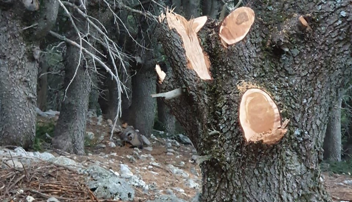 بالصور- تعدّيات على غابات عكار... قطع أشجار معمّرة ونقل جذوعها الضخمة إلى مكان مجهول