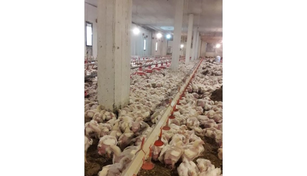 نفوق طيور جرّاء موجة الصقيع في عكار... هل سترتفع أسعار الدجاج في السوق مجدّداً؟