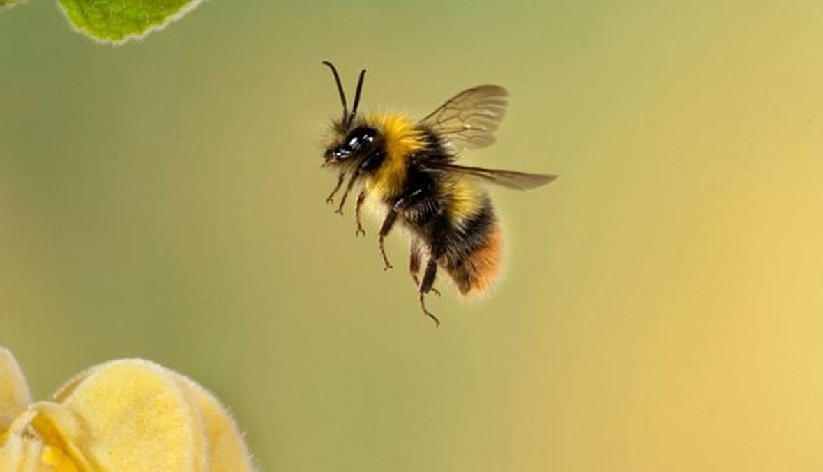 لماذا ينفق النحل في دول شمال الإتحاد الأوروبي؟