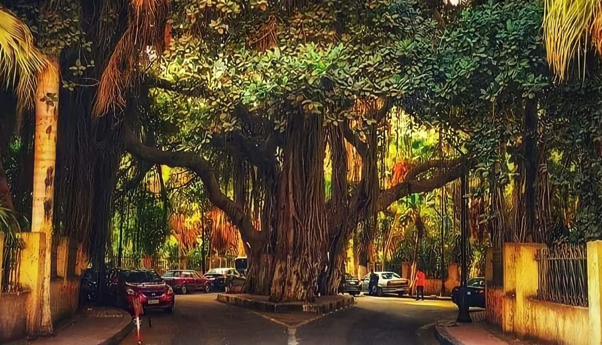 الشجرة الخديوية... حكاية عمرها 153 عاماً تزين شارع برج القاهرة